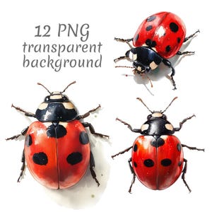 12 Realistic ladybug watercolor clipart PNG. Digital Download, junk journals, transparent background, high quality, scrapbooking card making