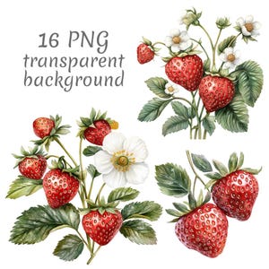 Op de afbeelding: Waterverfillustratie van aardbeien met groene bladeren en witte bloemen. De afbeelding bevat de tekst "16 PNG transparent background". De aardbeien zijn rood met kleine zaadjes en de bloemen hebben gele centra.