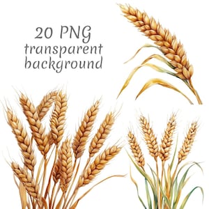 20 Wheat  Watercolor Clipart PNG, Digital Download, Junk Journals, Transparent Background, High Quality, Paper Craft, Card Making