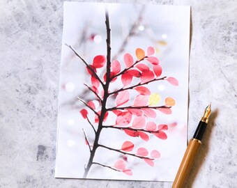Cotoneaster photo card, abstract nature photo card, card for nature lover, fine art photo print, white and pink leaves, winter flower photo