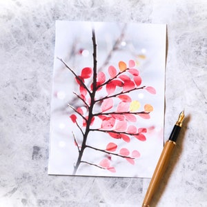 Cotoneaster tarjeta de fotos, tarjeta de fotos abstracta de la naturaleza, tarjeta para el amante de la naturaleza, impresión de la foto de las bellas artes, hojas blancas y rosas, foto de la flor de invierno