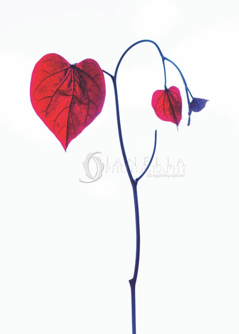 Hartvormige bladfotokaart, hartkunst, fotokunst, jubileumkaart, verlovingskaart, trouwkaart, sympathiekaart, valentijnskaart afbeelding 3
