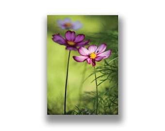Pink cosmos flower photo card,  photographic card, original photo print, flower photo,birthday card, 2nd wedding anniversary, nature photo