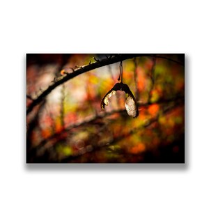 Tarjeta fotográfica de hojas de otoño, tarjeta fotográfica de sicómoro, impresión fotográfica, tarjeta de naturaleza, colores de otoño, otoño, oro, naranja