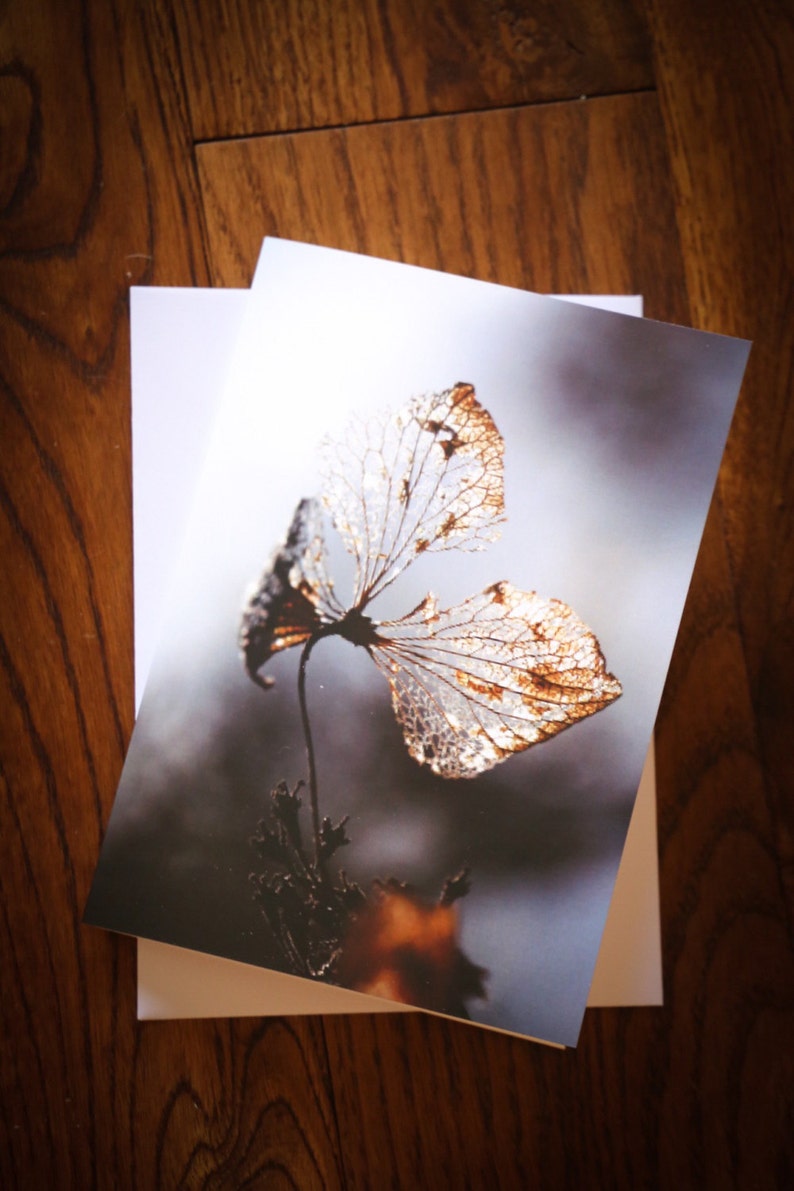 Hydrangea photo greeting card, flower photo, botanical art, abstract leaf photo print, for nature lover, for gardener image 6