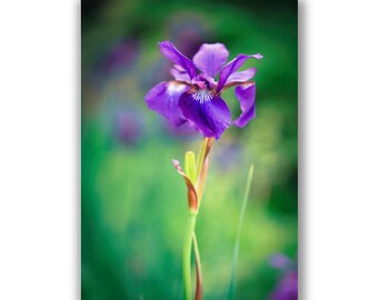 Iris wenskaart, bloemen fotokaart, verjaardagskaart, sympathiekaart, botanische kunst, fotoprint, paarse bloem