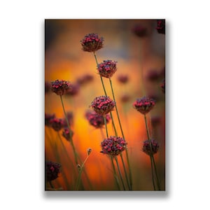 Campos de tarjeta fotográfica de oro, tarjeta fotográfica, impresión fotográfica original, foto de flor rosa, tarjeta de naturaleza, dianthus, designsbynature, arte botánico