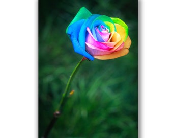 Regenboog roos foto wenskaart, botanische kunst, foto afdrukken, regenboog roos, foto afdrukken, verjaardagskaart, trots kaart, Moederdag kaart