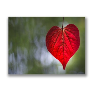 Tarjeta fotográfica de hoja de corazón rojo