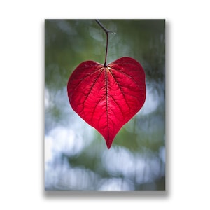 Carte photo cœur rouge, carte photo feuille en forme de cœur, carte de mariage, carte anniversaire, carte de fiançailles, art du cœur, carte de sympathie, avec amour
