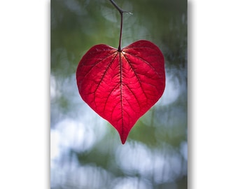Red heart photo card, heart shaped leaf photo card,wedding card, anniversary card, engagement card, heart art, sympathy card, with love