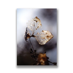 Tarjeta de felicitación de la foto de la hortensia, foto de flores, arte botánico, impresión de fotos de hojas abstractas, para los amantes de la naturaleza, para el jardinero