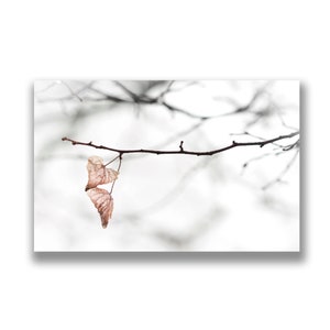 Tarjeta fotográfica de hojas de invierno, tarjeta de navidad, tarjeta de felicitación, impresión fotográfica, arte fotográfico, foto abstracta de la naturaleza, invierno