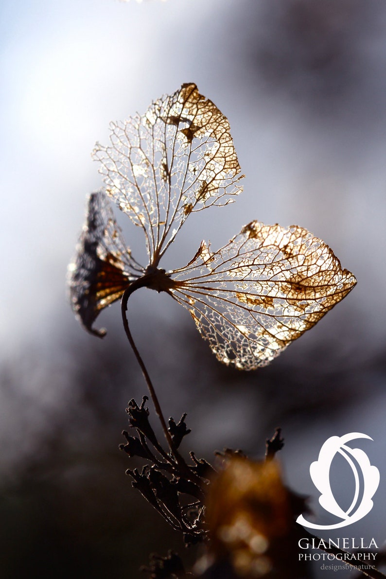 Hydrangea photo greeting card, flower photo, botanical art, abstract leaf photo print, for nature lover, for gardener image 3