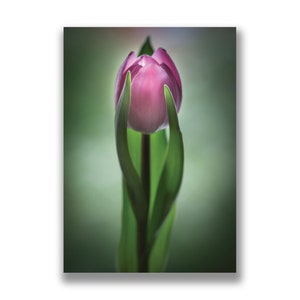 Tulpen foto grußkarte, rosa tulpen foto, blumen foto druck, botanische kunst, framable print, rosa blumenkunst