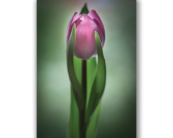 Tulip photo greeting card, pink tulip photo, flower photo print, botanical art, framable print, pink flower art