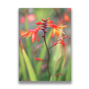 Cartão com fotos de flores de crocosmia, cartão com fotos de flores silvestres, arte de flores, cartão para amante de flores, impressão da natureza, arte botânica, cores do arco-íris, kerry