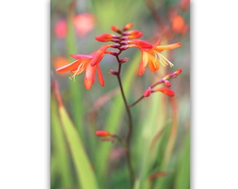 Crocosmia flower photo card, wild flower photo card, flower art, card for flower lover, nature print, botanical art, rainbow colours, kerry