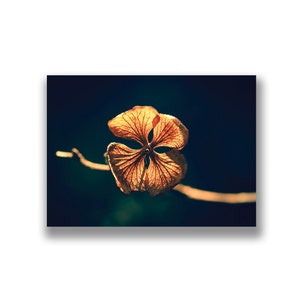 Tarjeta de felicitación con foto de pan de oro, tarjeta de flor de oro, impresión fotográfica, foto de la naturaleza, hojas doradas, arte fotográfico, hortensia