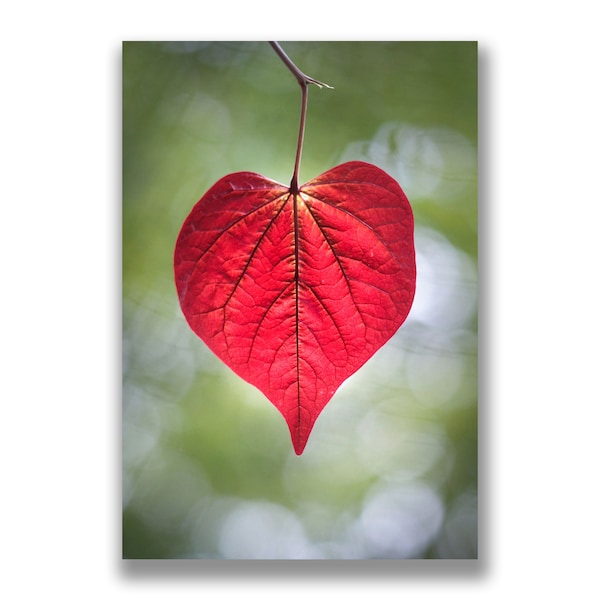 Red heart leaf photo card, valentines card, anniversary card, engagement card, red leaf photo, heart art, botanical art