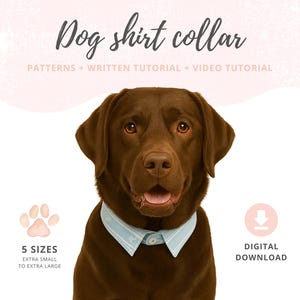Pode incluir: Um Labrador Retriever castanho usando uma gola de camisa para cão listrada em azul claro e branco. A imagem inclui o texto "Dog shirt collar" e "PATTERNS + WRITTEN TUTORIAL + VIDEO TUTORIAL". Texto adicional indica "5 SIZES" e "DIGITAL DOWNLOAD".