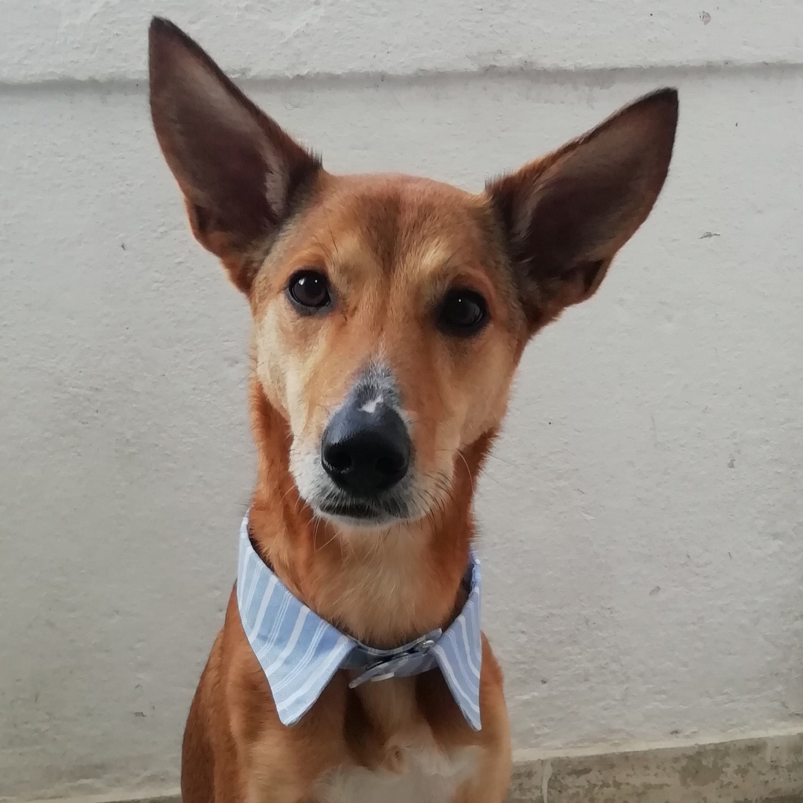 Dog Shirt Collar Pattern and Dog Neck Tie Sewing Pattern/ How Etsy