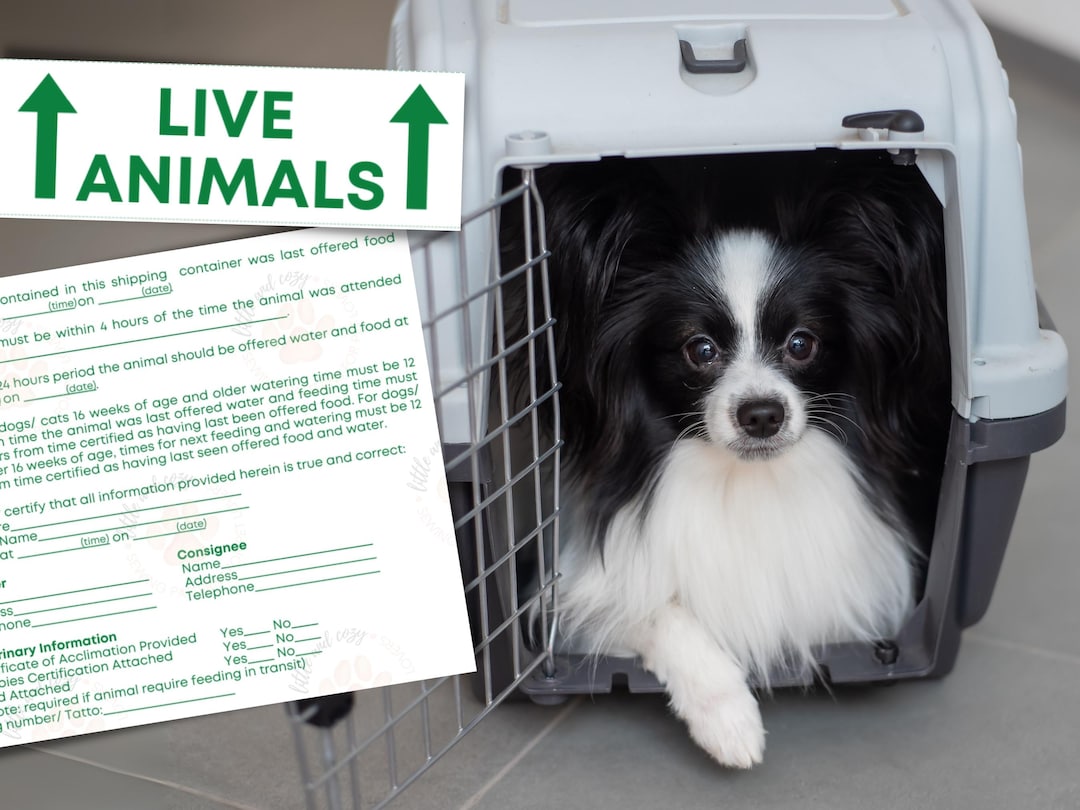 Shipping Pets United Airlines Dog Cargo Cost Petmate Airline Cargo - Main Image