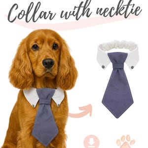 May include: A dog wearing a white collar and a blue necktie. The image features the text "Collar with necktie", "Digital Download", and "3 Sizes". The necktie is a solid blue colour. The collar has two small black buttons. The dog is a golden Cocker Spaniel.