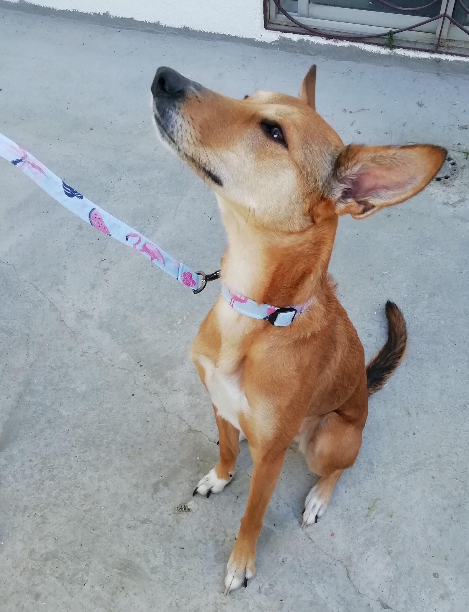 Dog Collar and Leash Sewing Pattern / Dog Collar Tutorial and Etsy