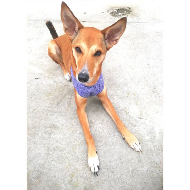 Dog harness pattern / PDF sewing pattern Extra Large size / Etsy