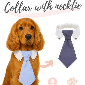 May include: A golden Cocker Spaniel wearing a light blue tie and white collar. The image also shows a separate collar and tie. Text on the image reads "Collar with necktie", "Digital Download", and "6 Sizes".