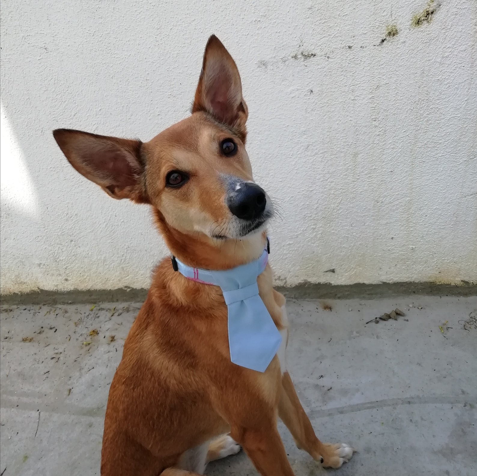 Dog Shirt Collar Pattern and Dog Neck Tie Sewing Pattern/ How Etsy