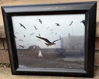 Framed Black & White Photograph Titled Morocco Birds and Gloom