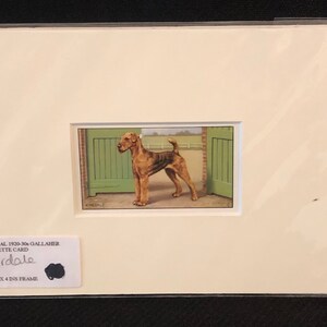 1930s Matted Gallagher Cigarettes Bull Terrier Dog Tobacco Card Ready Australia