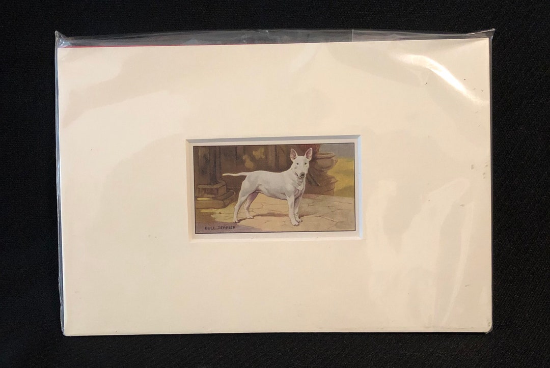 1930s Matted Gallagher Cigarettes Bull Terrier Dog Tobacco Card Ready Australia