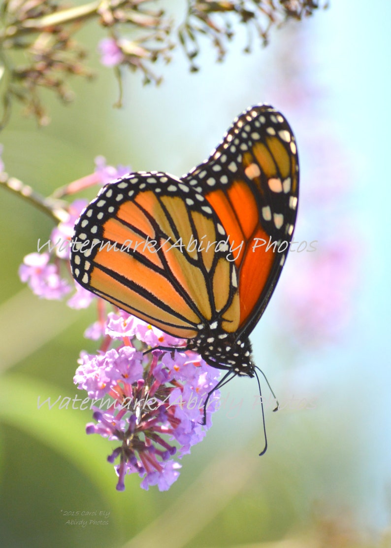 Monarch Butterfly Soft Morning Light 8x10 #0877/_90/_2015