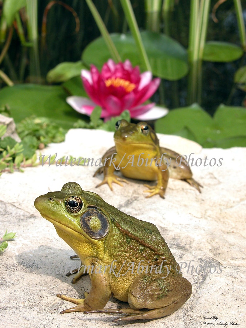 Green Frogs With Lily Flower 8x10 #4287/_10/_2004