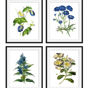 Botanical Print Set of 4 Botanical Illustration Botanical Art Print Art Prints Vintage Botanical Print Set of 4 Botanical Poster image 3