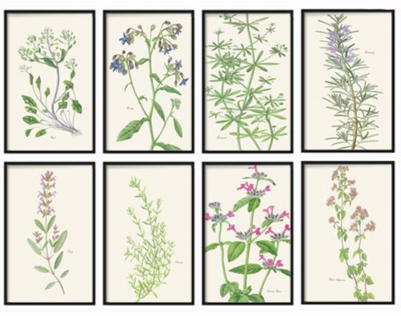 Vintage Prints Of Herbs Vintage Illustrations Rustic Decor Etsy