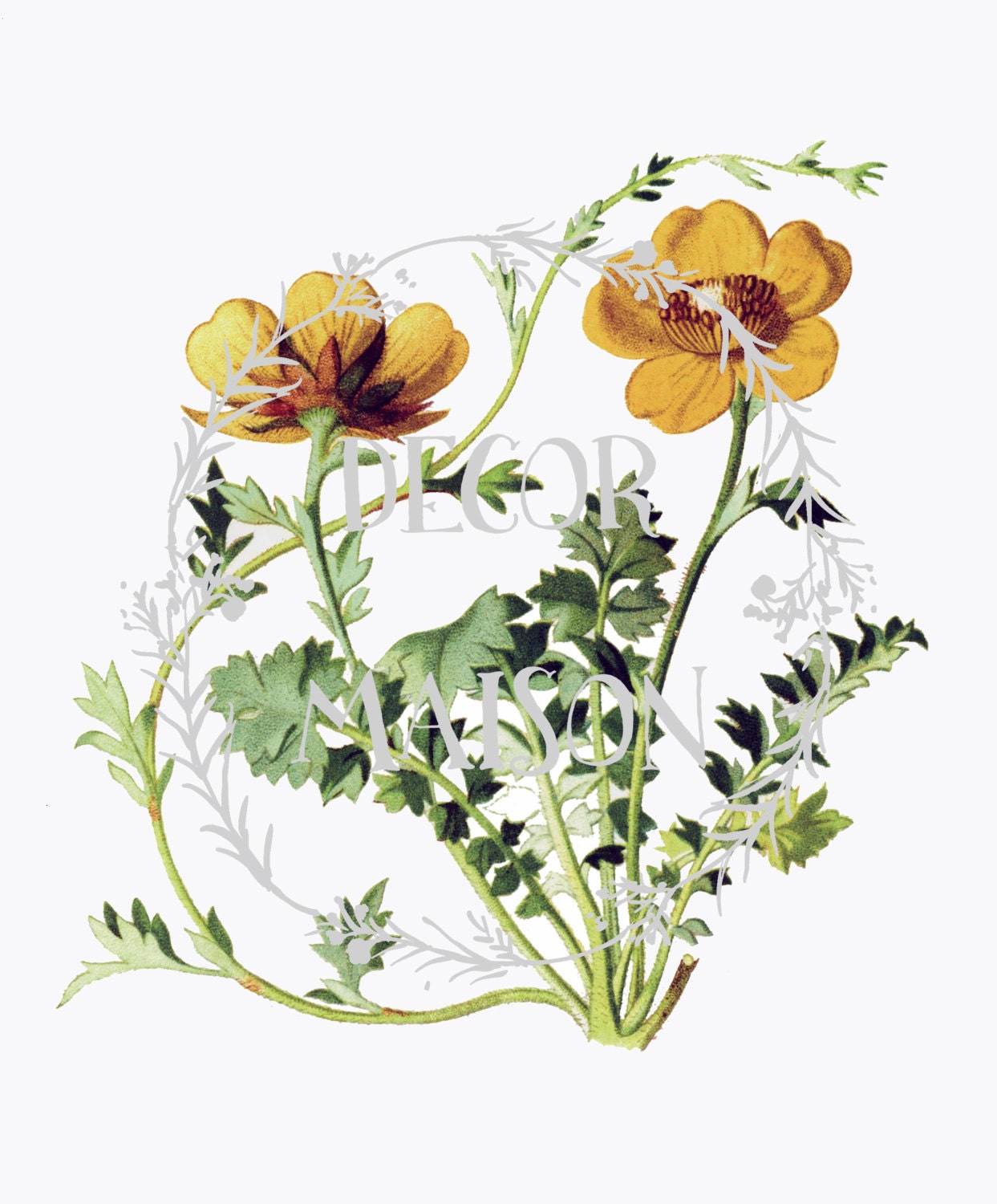 Botanical Print Set of 4 Botanical Illustration Art Prints | Etsy