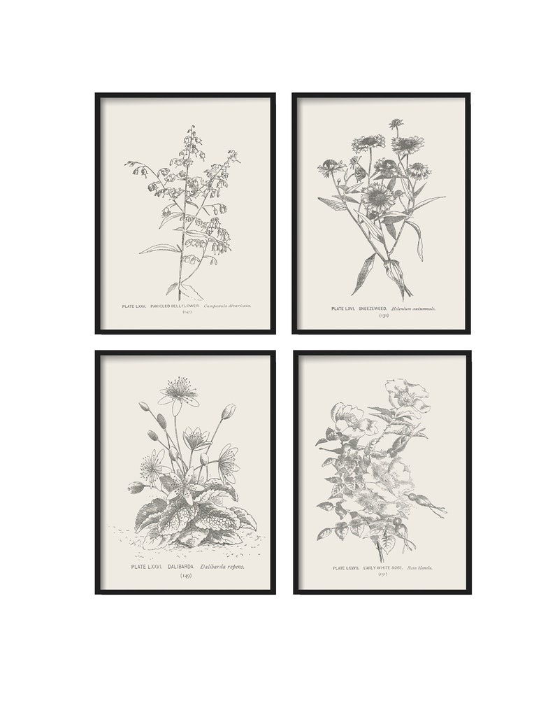 Botanical Print Set of 4 Botanical Vintage Prints, Antique Botanical Print Set, Vintage Botanical Prints Rustic Decor Home Decor Art image 2