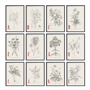 Botanical Print Set of 4 Botanical Vintage Prints, Antique Botanical Print Set, Vintage Botanical Prints Rustic Decor Home Decor Art image 7