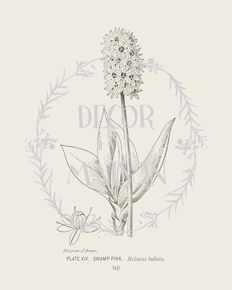 Botanical Print Set Vintage Illustration Farmhouse Prints Etsy