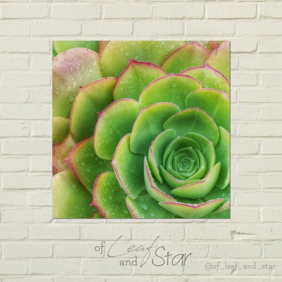 Art Print Succulent No 1 Nature Art Succulent Art Nature Etsy