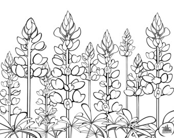Texas Bluebonnets Coloring Sheet