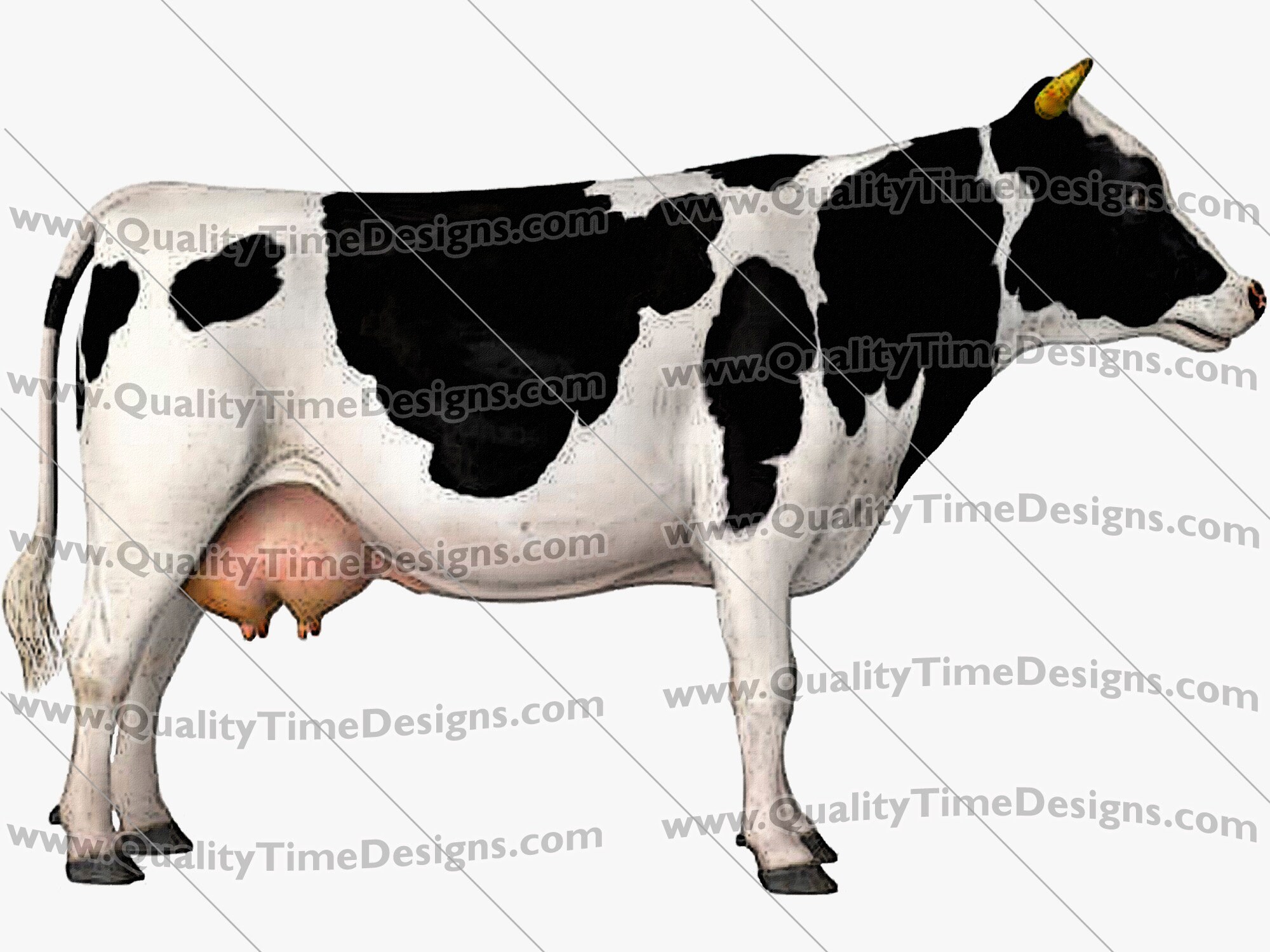 Farm Cow 101 - Clipart Farm Animals Farmers Market - by Quality Time