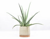 Large - Round Bottom Cement Planter, Concrete Planter, Modern Planter, Planter for Stands, Indoor Outdoor Planter