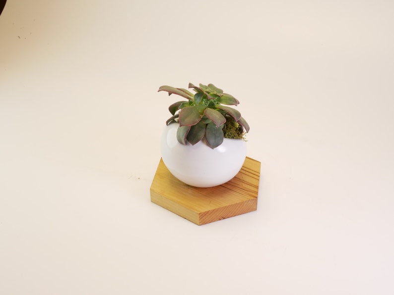 Wood Planter Indoor Planter Succulent Planter Reclaimed Wood Ceramic Planter Wood Home Decor Cactus Planter Rustic Planter