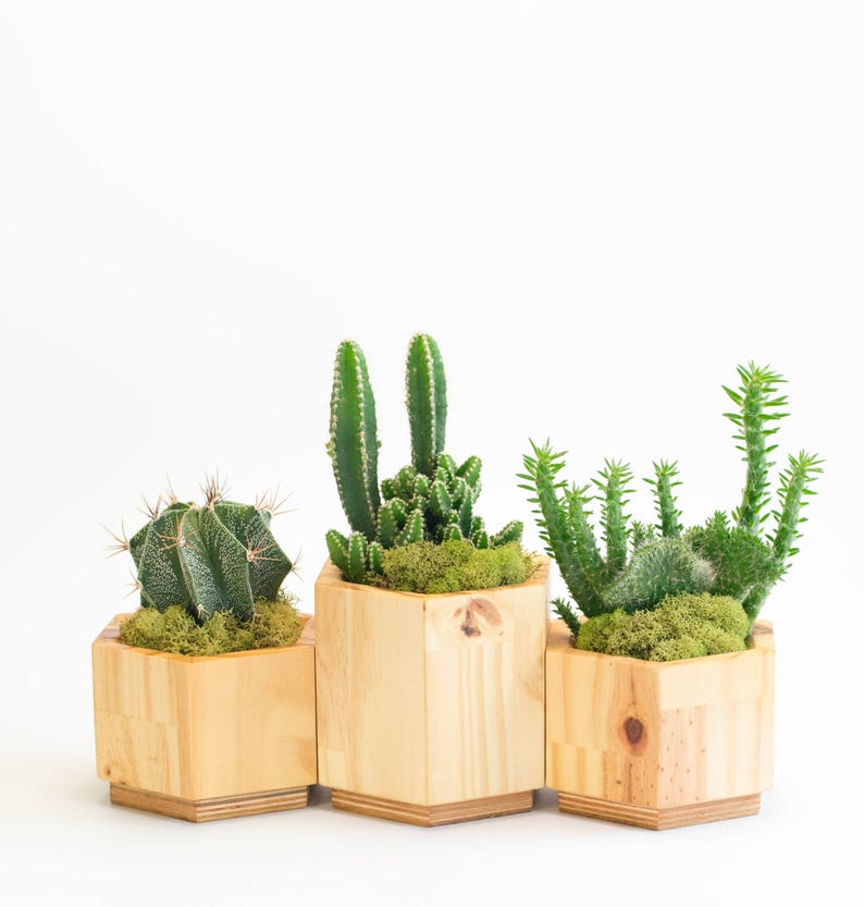 Geometric Wooden Planter Set Modern Planter Set for Succulent Modern Planter Pot Modern Planter Small Planter with Drainage