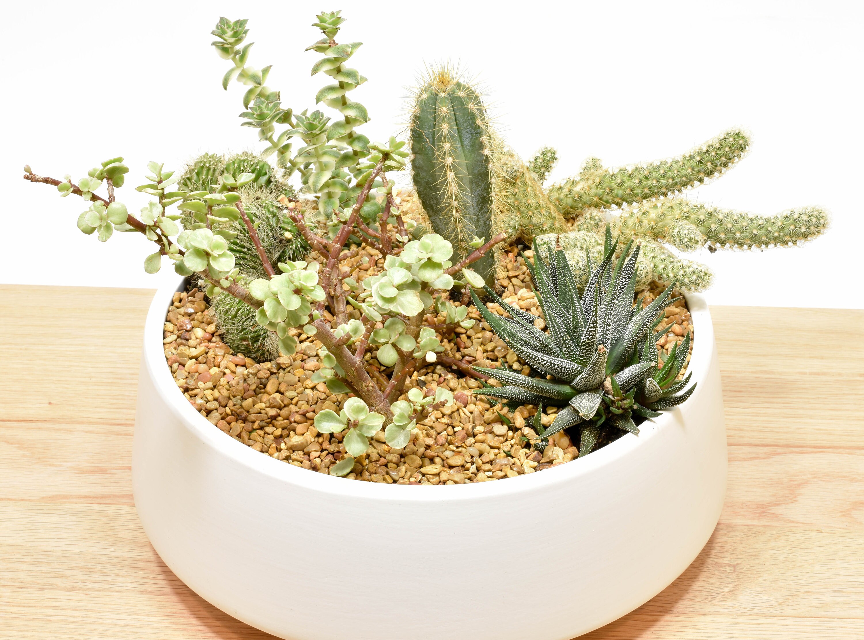 Succulent Planter Succulent Bowl Tabletop Succulent